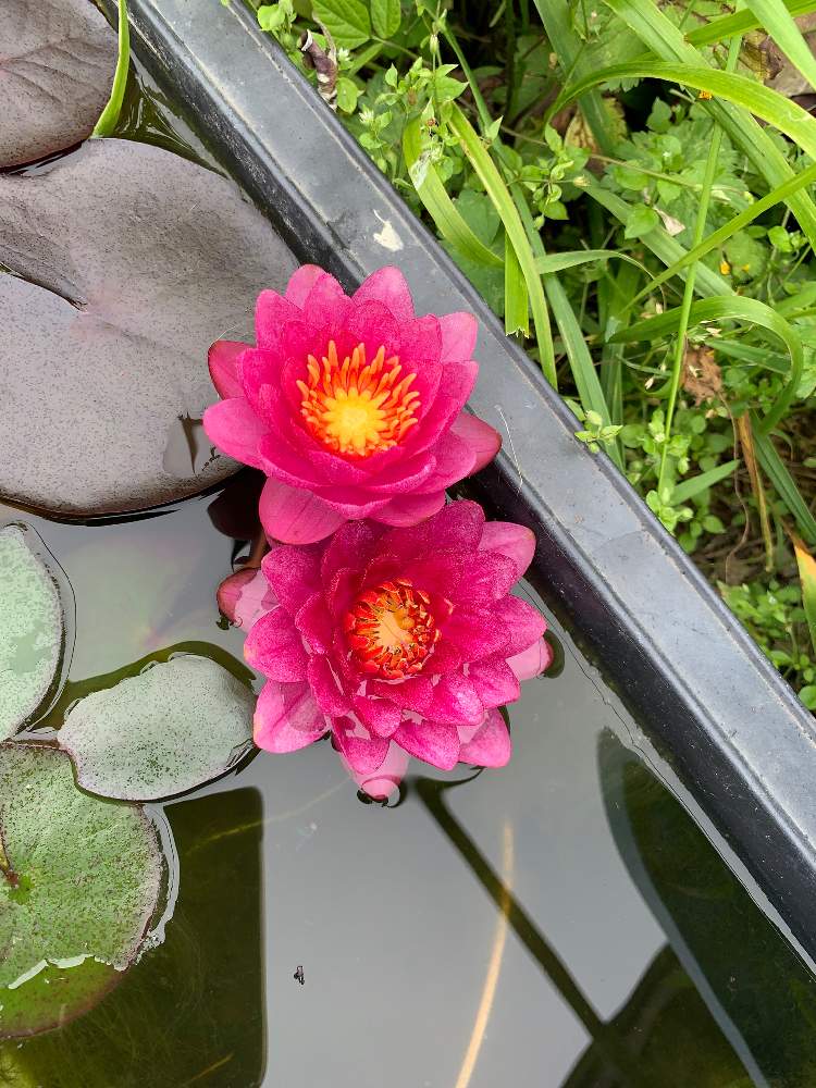 広い庭の画像 by アッキーさん | 広い庭と睡蓮と猫馬鹿と温帯睡蓮と#水生植物のある暮らしと思い付き栽培とネコと花のある暮らしとメダカ