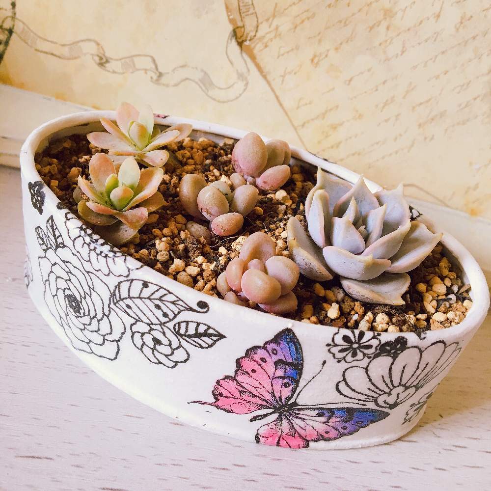 部屋の画像 by あげは❤︎succulent さん | 部屋とだるま秀麗とリラシナと子持ち蓮華カスタードと多肉植物とリメ缶と100均と出窓グリーンと多肉女子とタニラーと多肉初心者