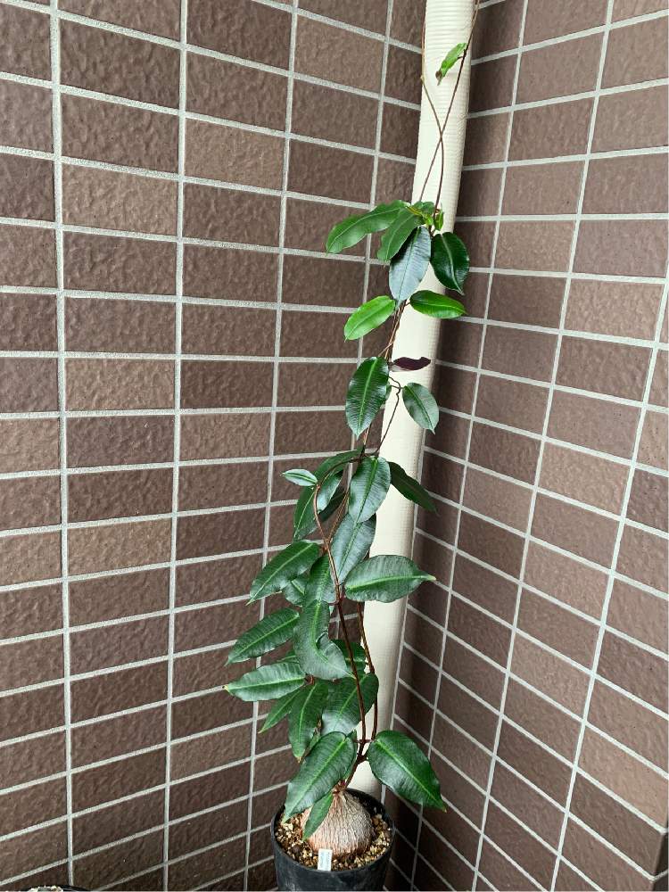 の画像 by だいすけさん | ペトペンチア ナタレンシスと多肉植物とガガイモ科と塊根植物のある暮らしと夏型とコーデックスとペトペンチア属とペトペンチア・ナタレンシスと塊根植物とタニラーと珍奇植物と夏型塊根植物とバルコニスト