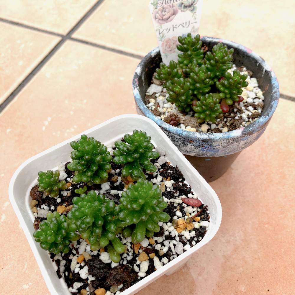 テラスの画像 by ☆mai☆さん | テラスとレッドベリーとセダム属と多肉植物とおひとりさま多肉とつぶつぶと植中毒と今日の一枚と多肉女子とタニラーと成長記録とガーデニングと梅雨の多肉植物と記録用と梅雨を楽しむと増えろレッドベリー