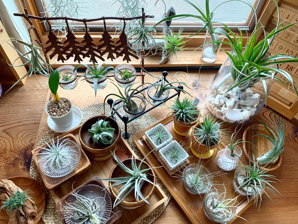 窓辺の画像 by GREENROSEさん | 窓辺とグリーン!グリーン!グリーン!とGS映えと植物とGS日和と植中毒とタニラーとリビングと花のある暮らしとかわいいな♡とうっとりとGREEN UP!とエアプランツと多肉初心者とインテリアグリーンとエアープランツ/チランジア