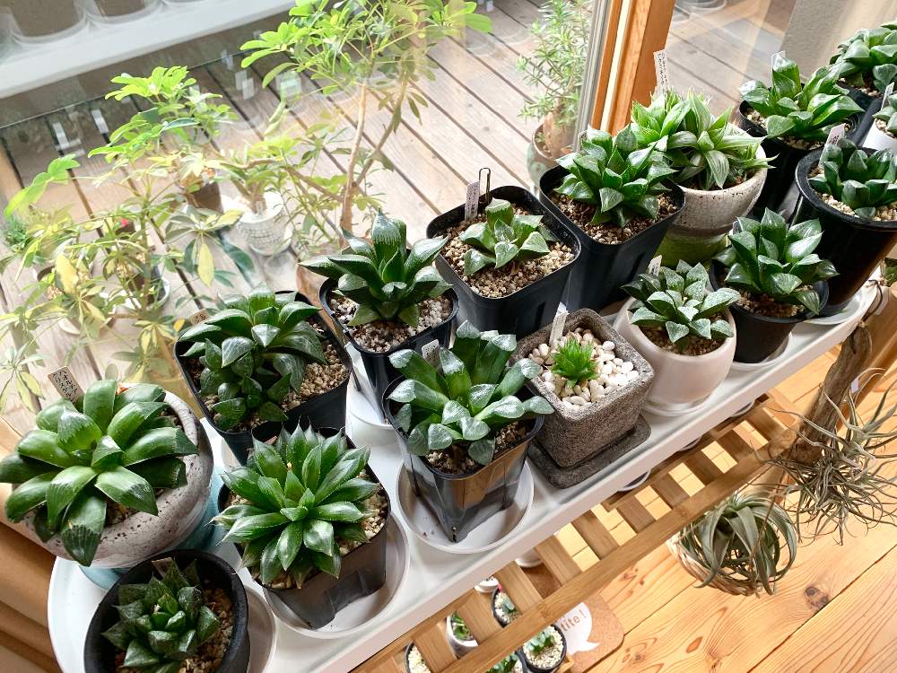 窓辺の画像 by GREENROSEさん | 窓辺と多肉植物と観葉植物とグリーン!グリーン!グリーン!とハオルチア属とGS映えと植物とGS日和と植中毒とタニラーとリビングと花のある暮らしとかわいいな♡とうっとりとGREEN UP!と多肉初心者とインテリアグリーン