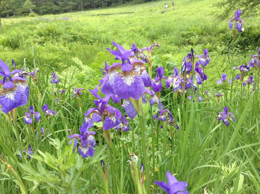 お出かけ先の画像 by ottappoさん | お出かけ先とアヤメと自然と山野草と夏の定番ですと山の花と花のある暮らしと高山植物類