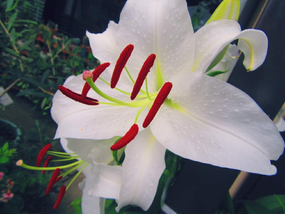 小さな庭の画像 by コッペパンさん | 小さな庭とカサブランカと植物とお花と咲いた!と植中毒