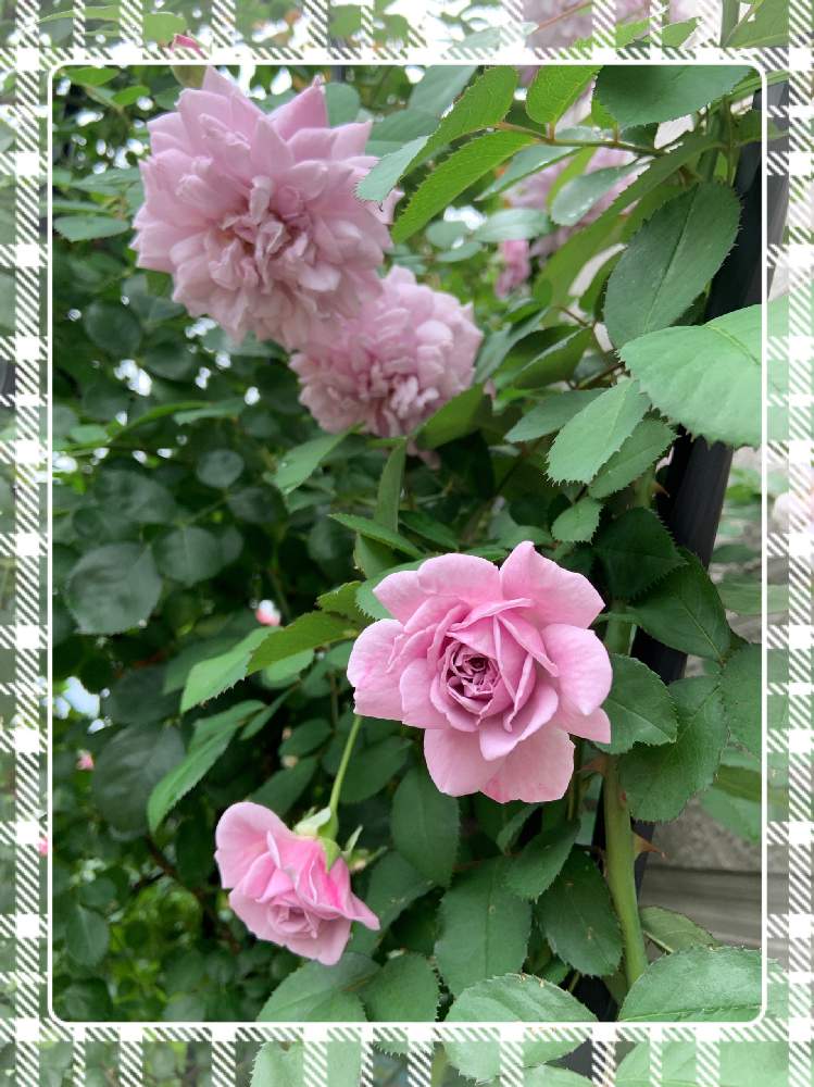 小さな庭の画像 by くろもみじさん | 小さな庭とレイニーブルーといいかおりと幸せとばら バラ 薔薇とムラサキの花と薔薇愛同盟とつるバラとバラの蕾とオベリスクと青薔薇と全部GSのせいだといい香りと小さな小さな庭と花のある暮らしとばら 薔薇 バラとオベリスクのバラ達と三種の神器とバラのつぼみと薔薇の花