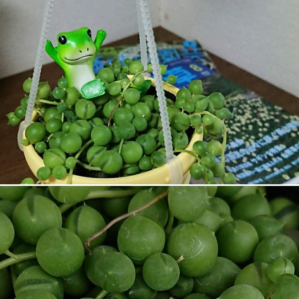 小さな庭の画像 by しーやんさん | 小さな庭と多肉植物と緑ある暮らしとGS映えと今日の1枚とバラと夢CLUBとグリーンネックレス☆と花のある暮らしとかわいいとたにおたくらぶ