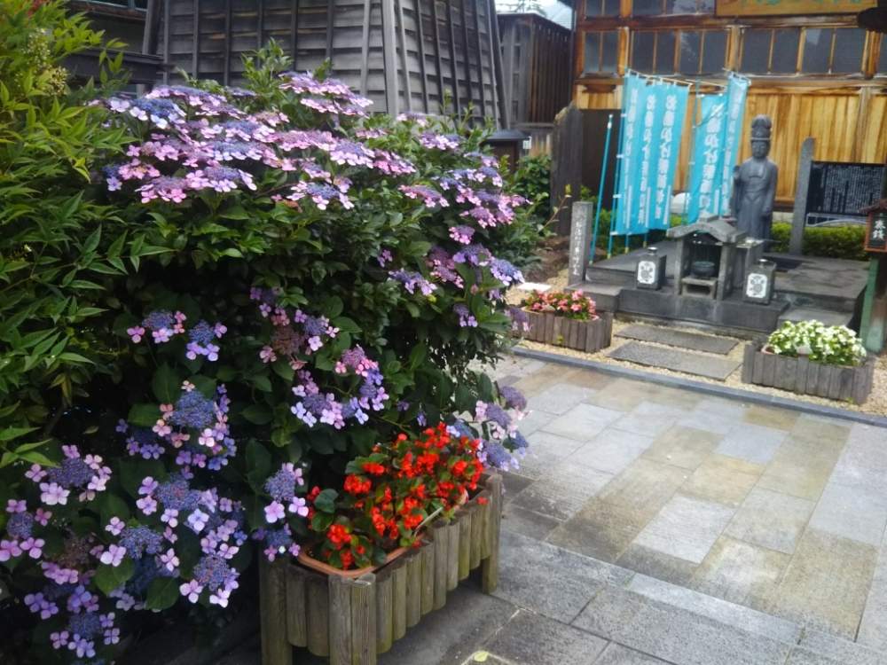 の画像 by ケニチさん | ガクアジサイと梅雨入りと夏を感じるとお地蔵さまと福島県と紫陽花 アジサイ あじさいと温泉街