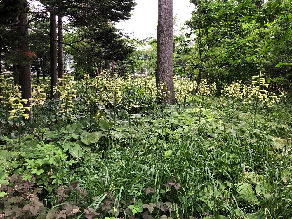 お出かけ先の画像 by tupi*さん | お出かけ先とオオウバユリと 山野草と北海道と豊平公園と札幌市とtupi*北海道を写真でプチ旅