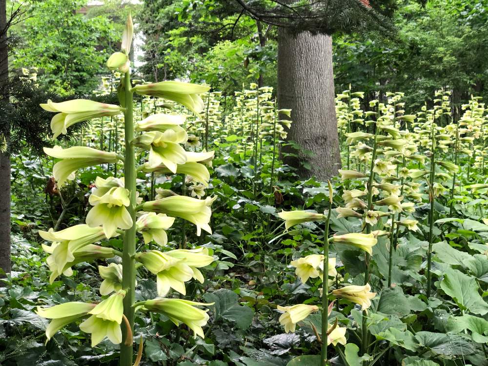 お出かけ先の画像 by tupi*さん | お出かけ先とオオウバユリと 山野草と北海道と豊平公園と札幌市とtupi*北海道を写真でプチ旅