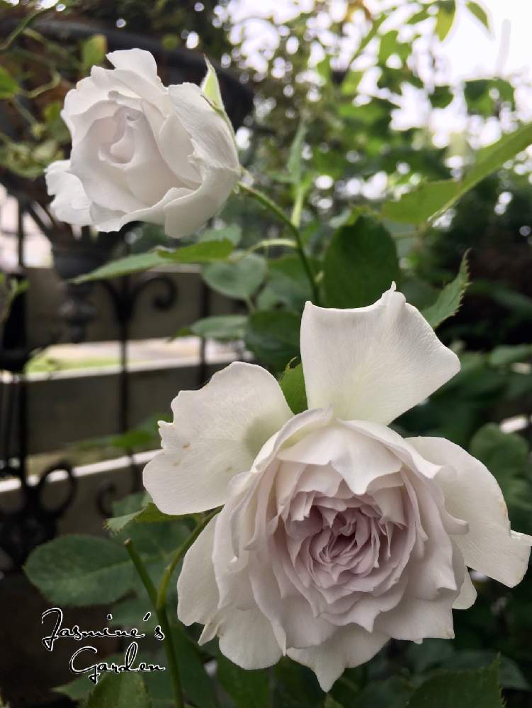 バルコニー/ベランダの画像 by じゃすみんさん | バルコニー/ベランダとガブリエルとバラ ガブリエルと薔薇愛同盟と美人さんとベランダガーデニングと河本ローズとガーデニングとお花ラブ♡と咲いた!