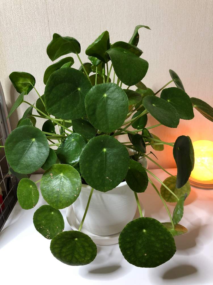 部屋の画像 by momoさん | 部屋とピレアペペロミオイデスと観葉植物とわが家の観葉植物❢とピレア属とペペロミア属とピレアペペロミオイデス好き
