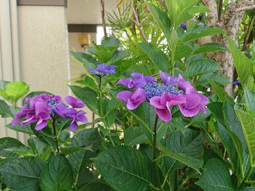 玄関の画像 by ここゆずさん | 玄関と花のある暮らしと癒しのひと時と紫陽花が好き♡とGREEN UP!