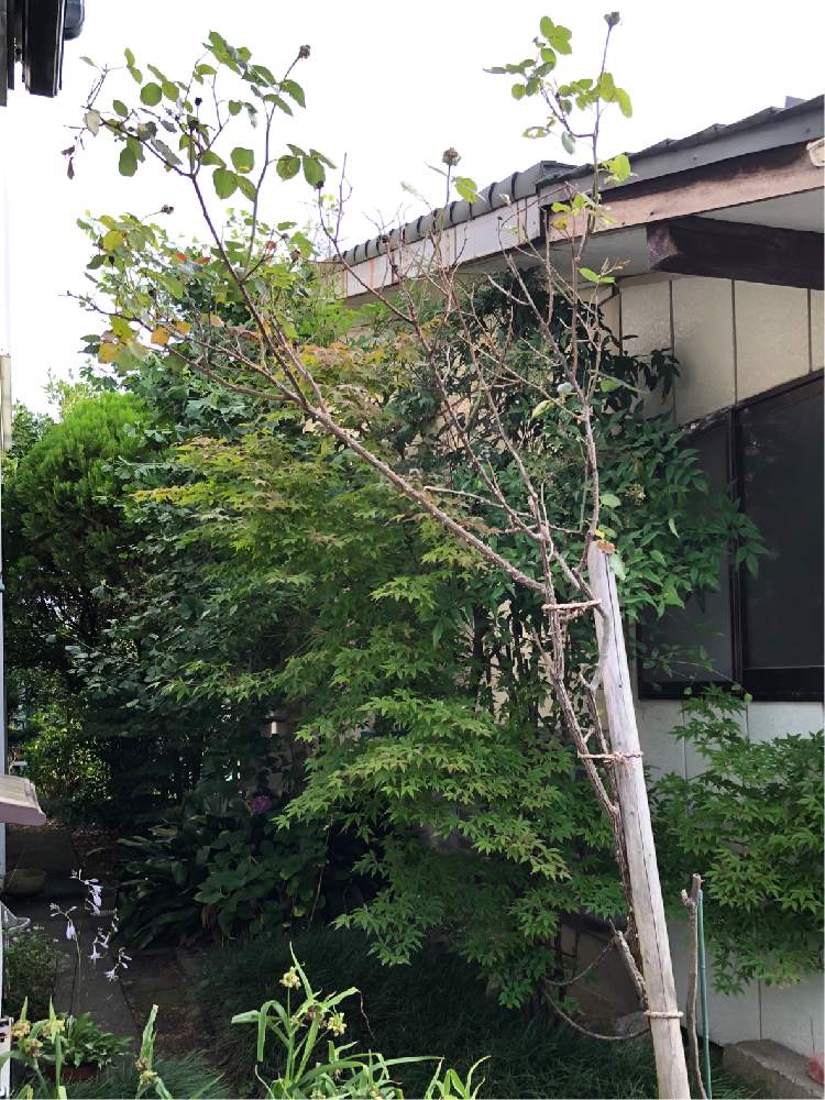 小さな庭の画像 by まあさん | 小さな庭と薔薇と育て方がわからないと成長中とバラ科と成長記録と切り戻し