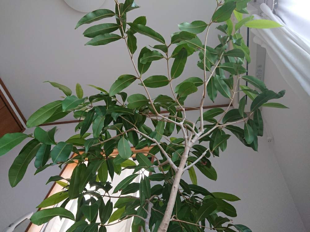 部屋の画像 by 直径さん | 部屋と鉢植え植物と強健種とGS映えとno green no lifeと植中毒と蒲桃倶楽部とスリット鉢愛好会とフトモモ科と東南アジア原産と優愛'sと観葉植物