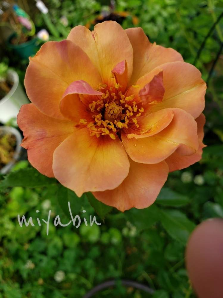 の画像 by miyabinさん | バラと薔薇とバビロンアイズとバビロンアイズコーラルと花のある暮らしとバラ初心者と雪国とGS映えと今日のお花とバビロンアイズローズ