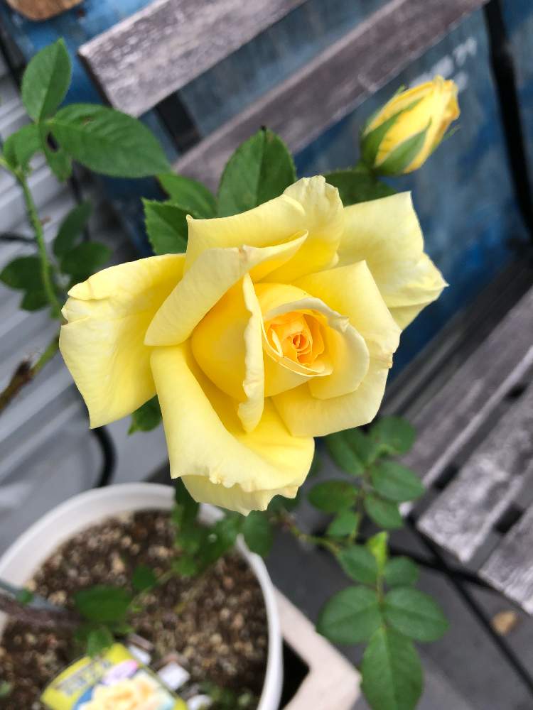 玄関の画像 by mahiro227さん | 玄関とばら バラ 薔薇と薔薇と暮らすと薔薇・天津乙女と花のある暮らしと私の小さなバラ園