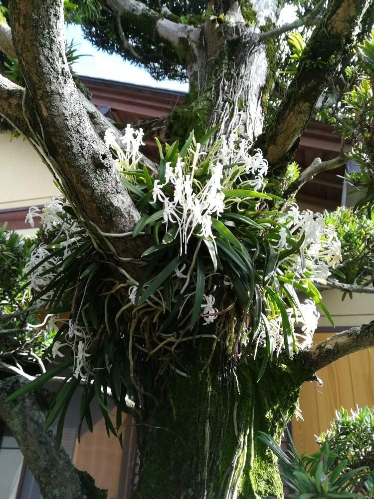 小さな庭の画像 by yukaring+さん | 小さな庭と着生植物と花のある暮らしとエアプランツチランジアとフウラン。