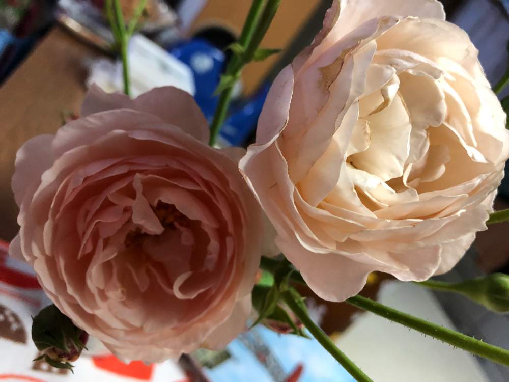 部屋の画像 by オリーブママちゃんさん | 部屋とばら バラ 薔薇と癒しを求めてとオリーブママちゃんの観察日記と日常生活は楽しいわ♡とほっこり♡とGS映えとハーブのある暮らしとこんなこともあるあると花のある暮らしとGS皆様ありがとうとバラ ヘリテージと宿根草のある庭の1枚とおはようございます❣️とGREEN UP!と小さな宿根草の庭のその後の姿と楽しい時間と庭の宿根草