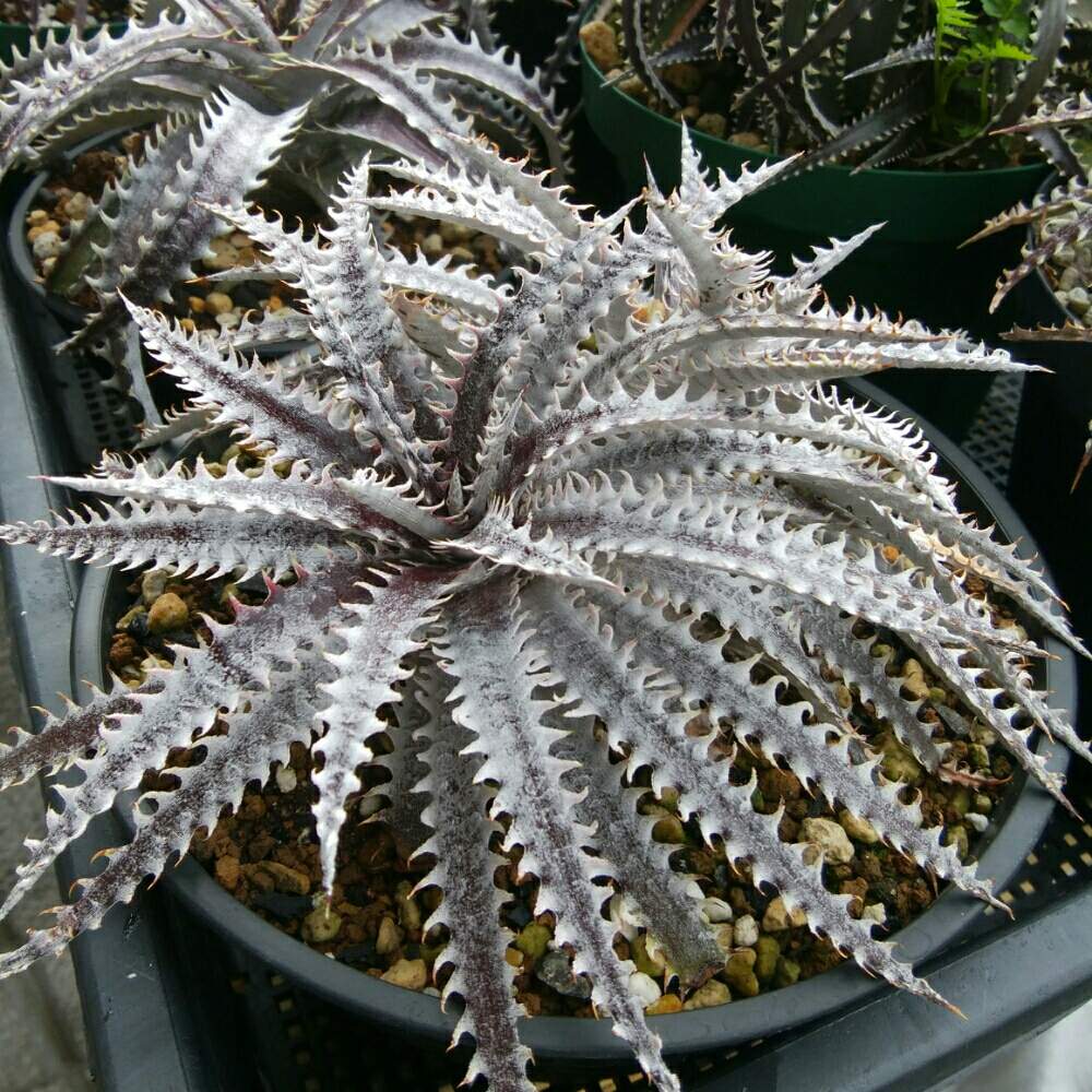 小さな庭の画像 by にんにんさん | 小さな庭とディッキア.とDyckia (‘Brittle Star’ F2 #11 x ‘Bangkok Star’) x ‘Arizona’ #Left Handと多肉植物とみどりのある暮らしとトゲトゲと観葉植物とディッキアとディッキア属と分頭とブロメリアと植中毒とSuebridと日光浴とタニラーとトゲトゲのある暮らしと珍奇植物とDyckia