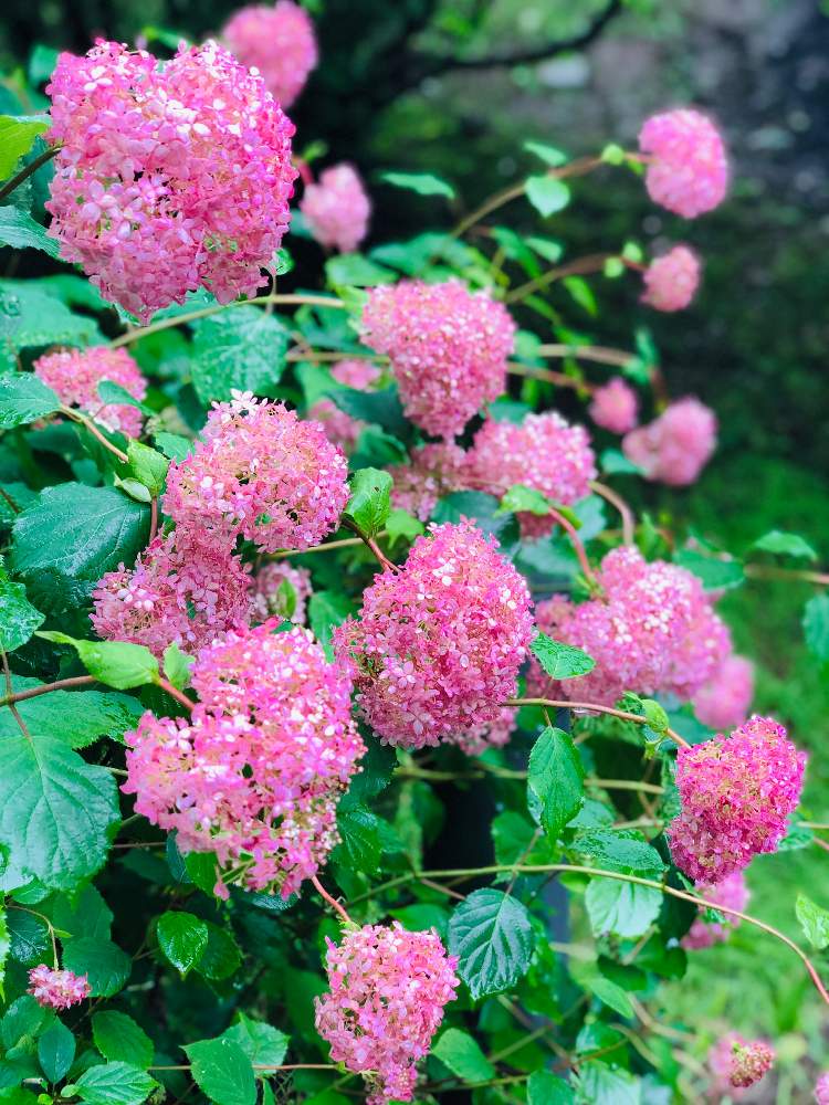 の画像 by らりるん♪さん | 紫陽花と庭園と紫陽花 アジサイ あじさいと箱根と山のホテル