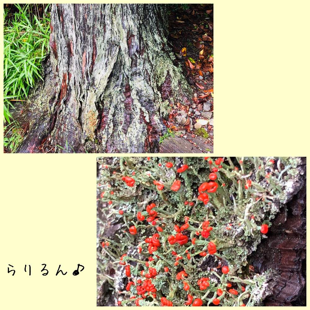 お出かけ先の画像 by らりるん♪さん | お出かけ先とコアカミゴケと箱根とみんなのコケ図鑑とゆるっと苔愛好会と庭園と山のホテルと 地衣類とハナゴケ科