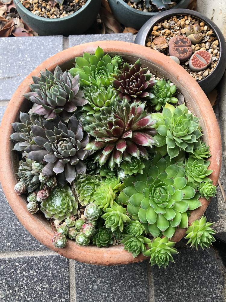 玄関の画像 by カースマーサさん | 玄関と多肉植物と観葉植物とセンペル丼とセンペルビウム属と鉢花とセンペルビブムとかわいいな♡と植木鉢とGREEN UP!