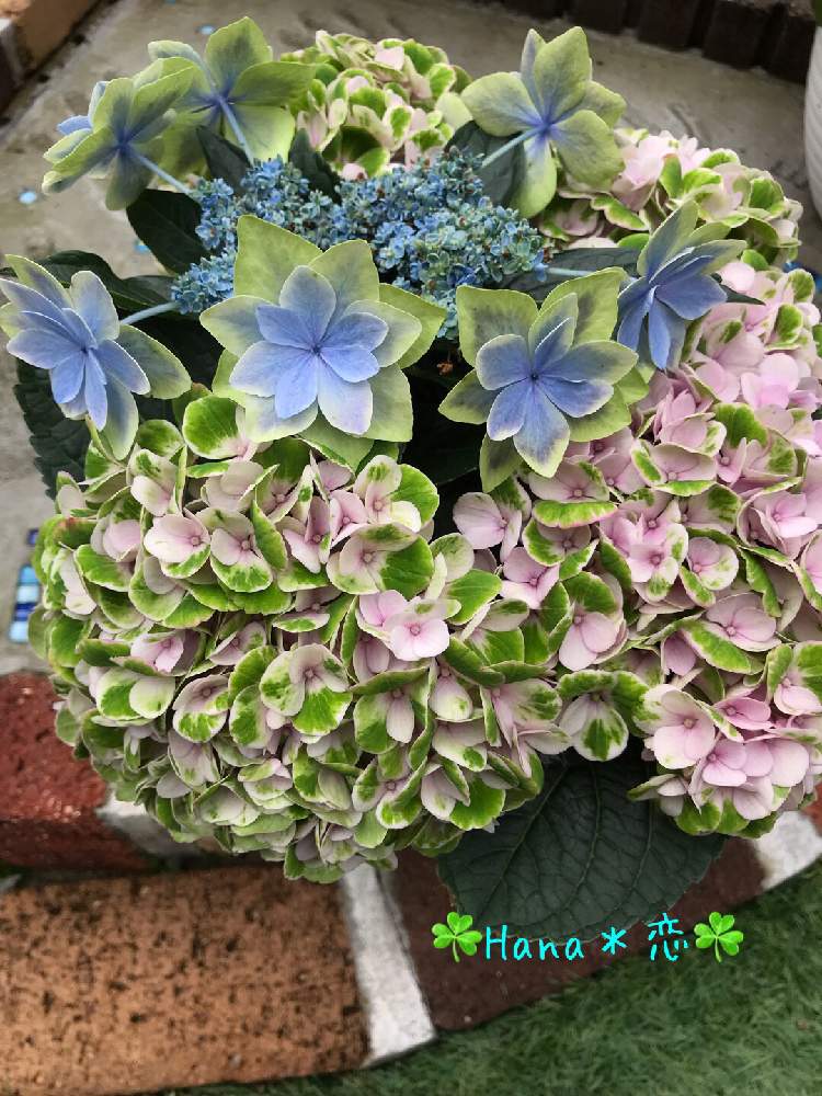 玄関の画像 by ☘️Hana*恋 fam☘️さん | 玄関と紫陽花 マジカルと元気いっぱいとやめよう無断転載とありがとうとまた来年も咲いてね!と花のある暮らし
