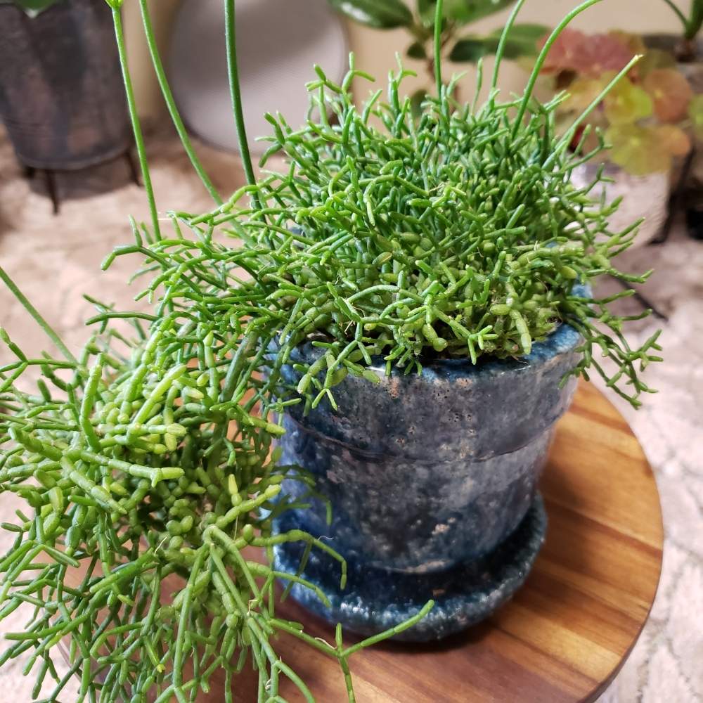 部屋の画像 by himojiさん | 部屋とリプサリス・ケレウスクラと観葉植物を楽しむと観葉植物と植物のある暮らしとグリーンのある暮らしとGS映えと植中毒と今日の一枚と植物女子とGREEN UP!