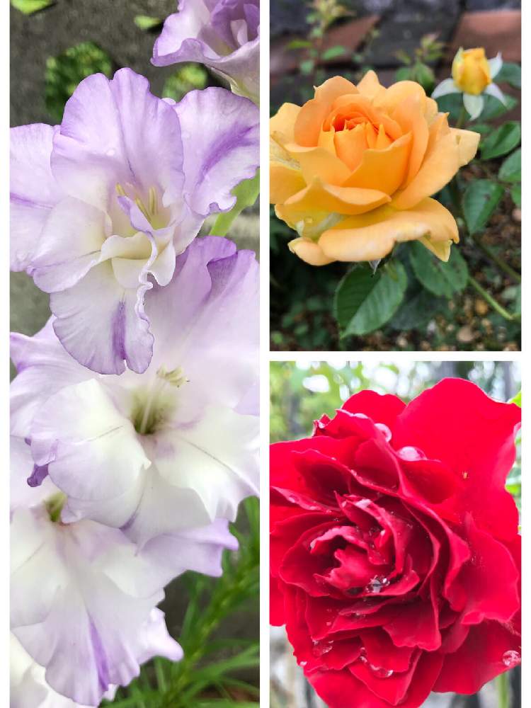 広い庭の画像 by くみさん | 広い庭とグラジオラスとオマージュ ア バルバラと薔薇ゴルデルゼと綺麗〜❤️とキュンキュン乙女倶楽部とばら バラ 薔薇と富山支部とマダム倶楽部ときゃー٩(๑❛ᴗ❛๑)۶とガーデニングと咲いた❤