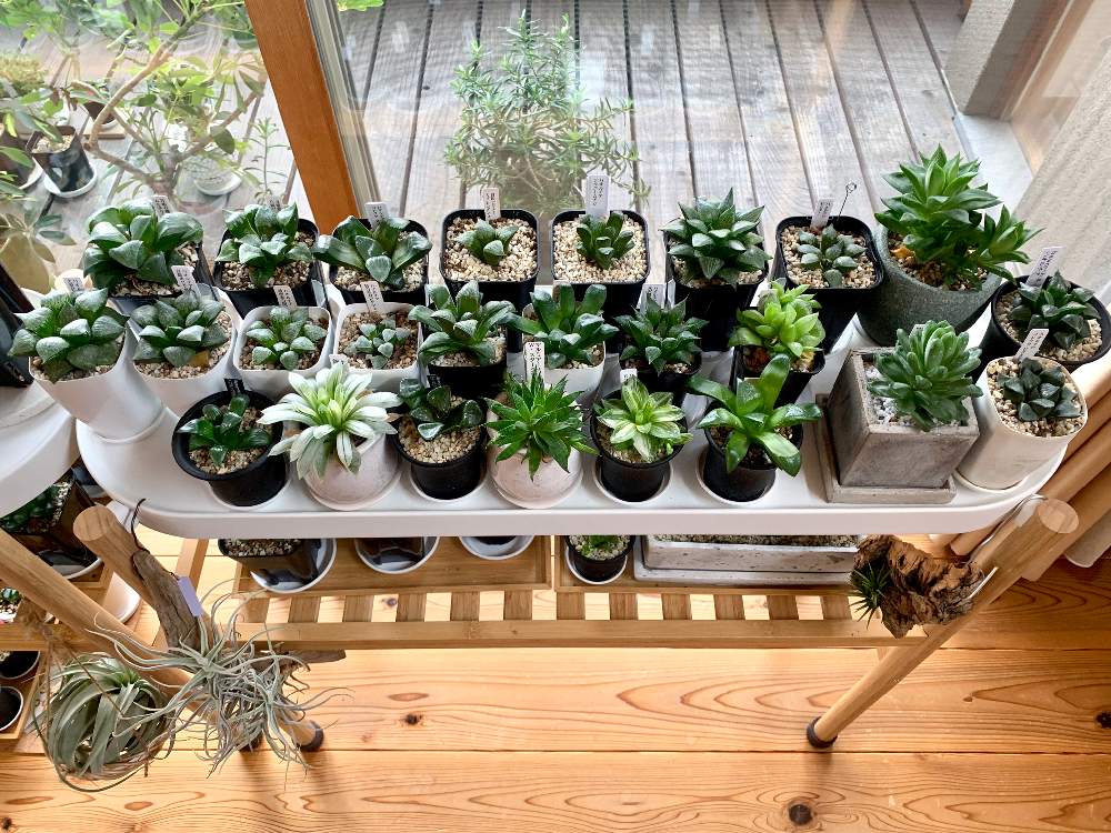 窓辺の画像 by GREENROSEさん | 窓辺と多肉植物と観葉植物とオブツーサ。とグリーン!グリーン!グリーン!とハオルチア属とGS映えと植物とGS日和と植中毒とタニラーとリビングと花のある暮らしとかわいいな♡とうっとりとGREEN UP!と多肉初心者とインテリアグリーン
