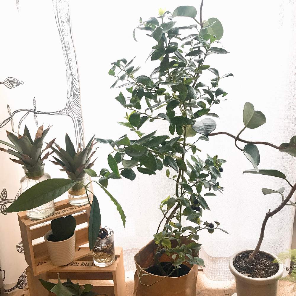 部屋の画像 by mameさん | 部屋とブルーベリーとみどりのある暮らしとおうちジャングルとグリーンライフ♡といい天気と深呼吸したくなる部屋フォトコンと癒しとGS映えとGS日和ときれいと植中毒と花のある暮らしとキレイな葉っぱとかわいいとGREEN UP!と楽しいとかわいい実