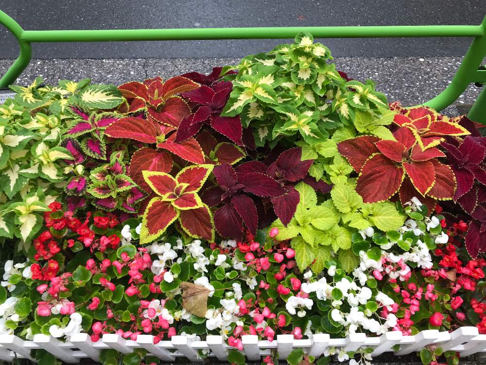 お出かけ先の画像 by のりっちさん | お出かけ先と花大好きと見つけたよ♪と緑大好きと山形県とお出かけ先の一枚と小さな喜びと花のある暮らしとワクワク♡