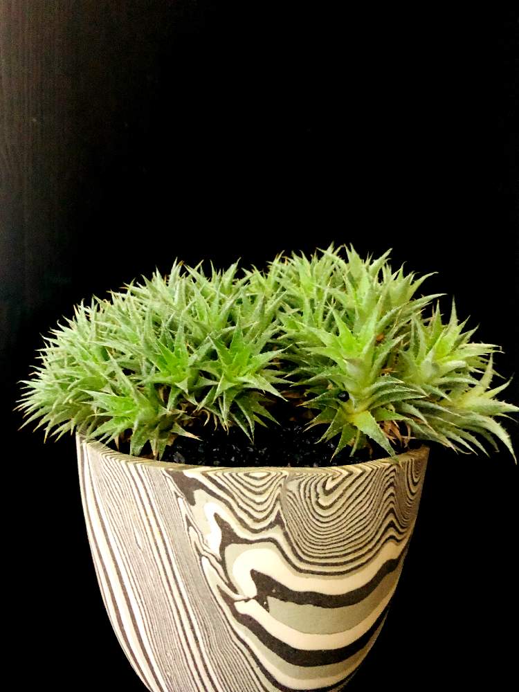 バルコニー/ベランダの画像 by good_guyさん | バルコニー/ベランダとDeuterocohnia chloranthaと多肉植物とEuphorbiaとcactusとtylecodonとサルコカウロン属とフィランサス ミラビリスとユーベルマニア ペクチニフェラとCerariaとCaudexと多肉女子と塊根植物とDeuterocohniaと珍奇植物とPachypodiumとaloeとagaveとOperculicaryaとGREEN UP!とCopiapoaと亀甲竜。