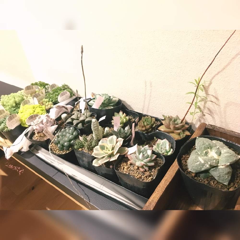 お出かけ先の画像 by angeloさん | お出かけ先とセダム属とサボテン科と チワワエンシス と月世界サボテンとオブツーサ。と高級多肉植物とハオルチア属と花ぼたん 多肉と花ウララとエケベリア属と多肉植物とサボテンと大紫オブツーサと高級多肉と多肉植物色々沢山と高い多肉植物とアガベ属と大妃雷神中斑と多肉植物と色んな多肉植物と色々種類