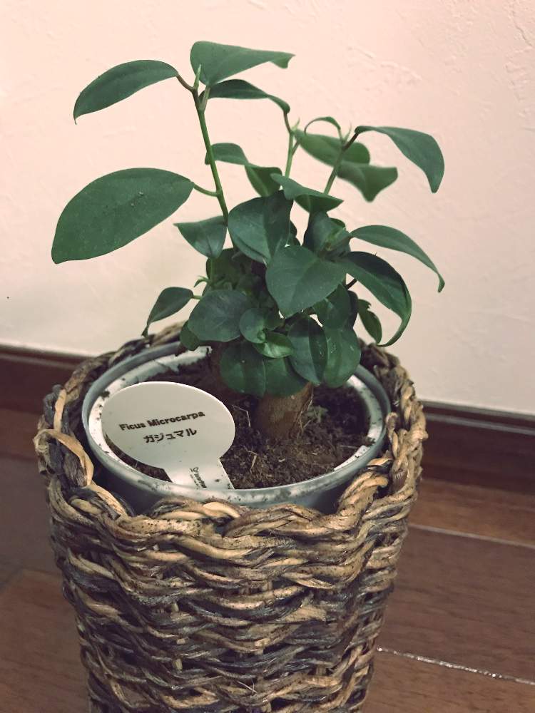部屋の画像 by あずちゅう♡さん | 部屋とガジュマルと観葉植物と ガジュマルと富山県とGREEN UP!