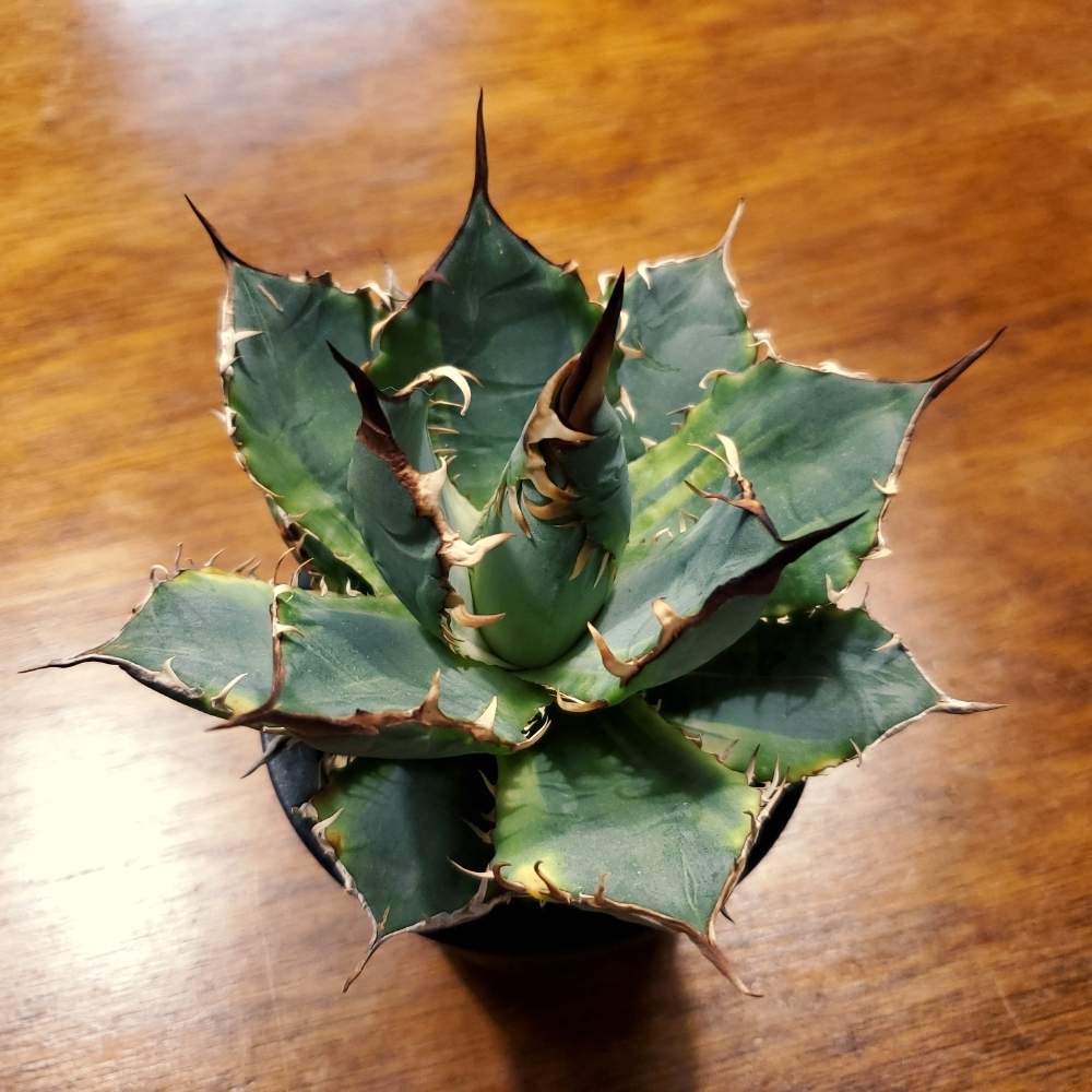 部屋の画像 by CATMINTSさん | 部屋とアガベとアガベ チタノタNo.1とアガベ チタノタNo.1錦とAgave Titanota No.1 Variegataとアガベ・チタノータとアガベ AGAVEとAgave titanota No.1 compactaと男前植物とアガベチタノータ錦とリュウゼツラン科とアガベチタノタ錦!とアガベチタノタNo1とagave'titanota'no.1と珍奇植物とagaveとtitanotaとAgave チタノタとアガベ属