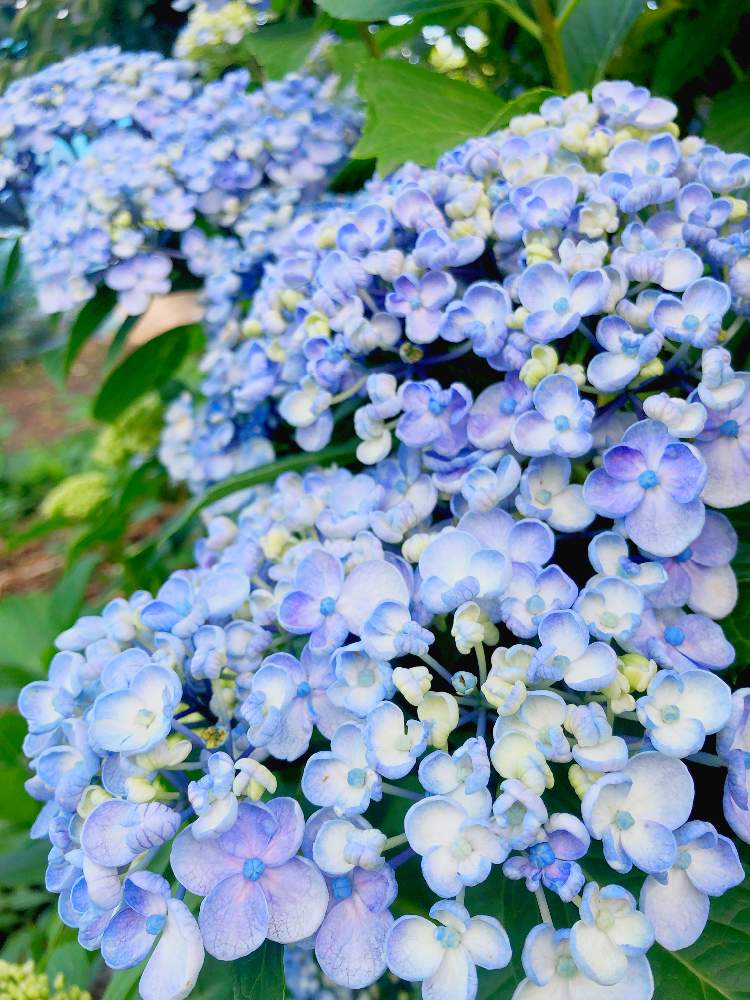 広い庭の画像 by cyanarielさん | 広い庭と紫陽花とバラ・イングリッシュローズとバラのある暮らしとGreenSnapmarcheとガーデニングと花のある暮らしと夏でも元気な花フォトコン