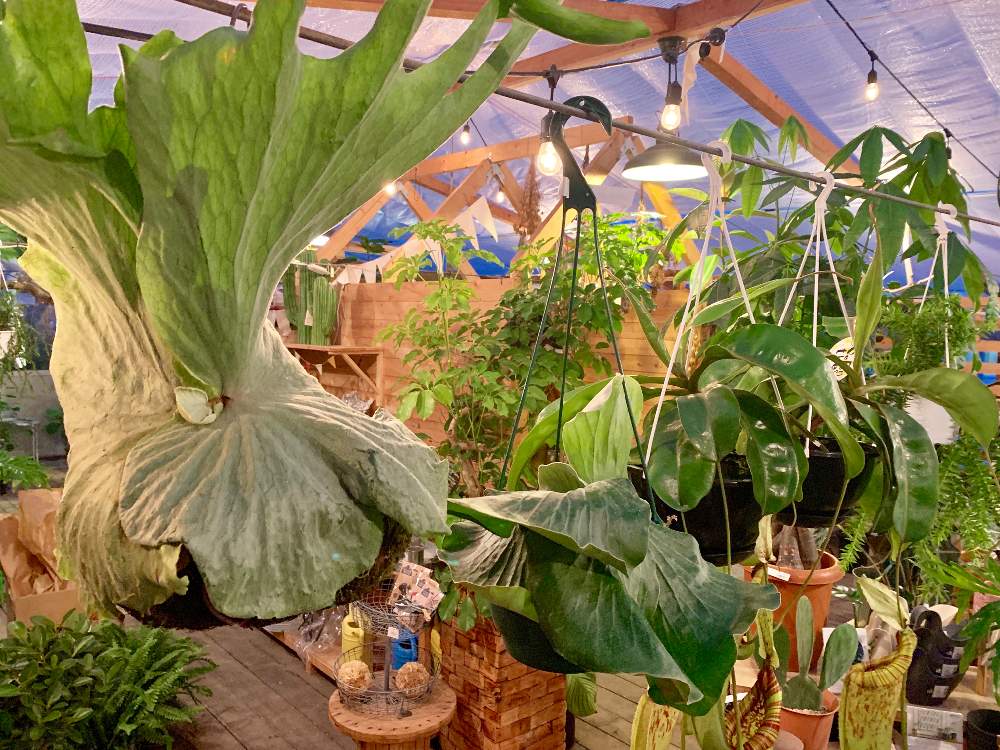 インテリアの画像 by Flower Villageさん | インテリアとインドアグリーンと着生植物と コウモリラン と観葉植物とボタニカルライフとグランデと ビカクシダと鷺沼と植中毒とフラワービレッジと観葉植物のある暮らしと花のある暮らしとflowervillageとビカクシダ属と葉っぱアートとビカクシダ・エレファントティスとコウモリラン グランデとインテリアグリーンとインドアガーデンとネペンテス属