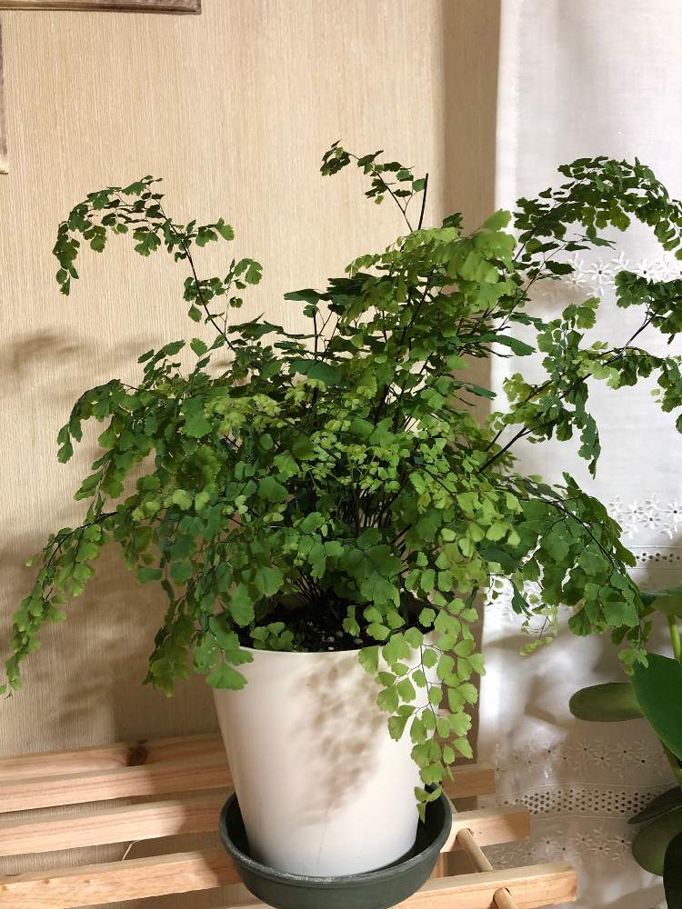 窓辺の画像 by momoさん | 窓辺とアジアンタムと観葉植物とアジアンタムさんとわが家の観葉植物❢とアジアンタムがんばって