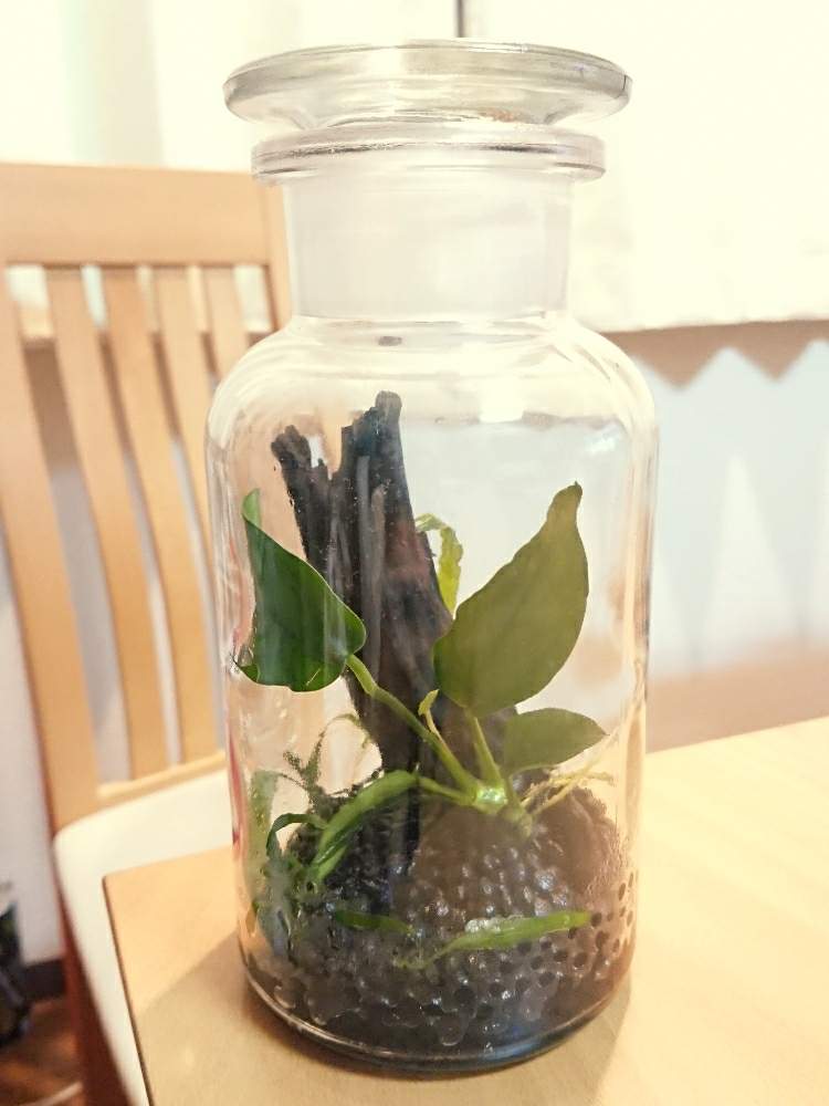 窓辺の画像 by HIROSHIさん | 窓辺とアヌビアス・ナナとミクロソリウムと窓辺の植物たちとアヌビアスナナと窓辺の植物とボトルアクアリウムとミクロソリウム属と水上葉とリビング窓辺とアヌビアス属と窓辺の癒し