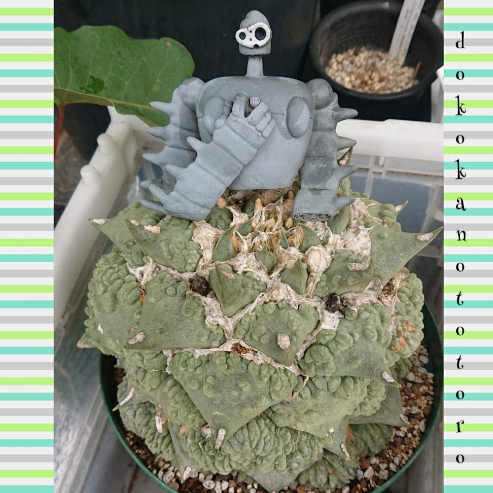 エントランスの画像 by イエローフィンガーさん | エントランスとアリオカルプスとアリオカルプス カリフラワーと多肉植物と2019の一枚とアリオカルプス属と千葉県とMy アリオカルプスとマイコレクションと植中毒と多肉植物とサボテンと塊根植物とわが家の多肉さんと珍奇植物とアリオカルプス カリフラワーと千葉タニラーとマイブームとGREEN UP!とビザールプランツ