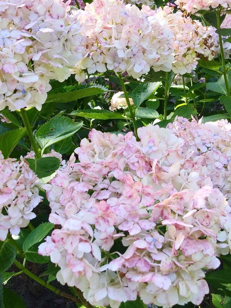 お出かけ先の画像 by つきかさん | お出かけ先とあじさい アジサイとかわいいとピンクの花と花のある暮らしとかわいい花