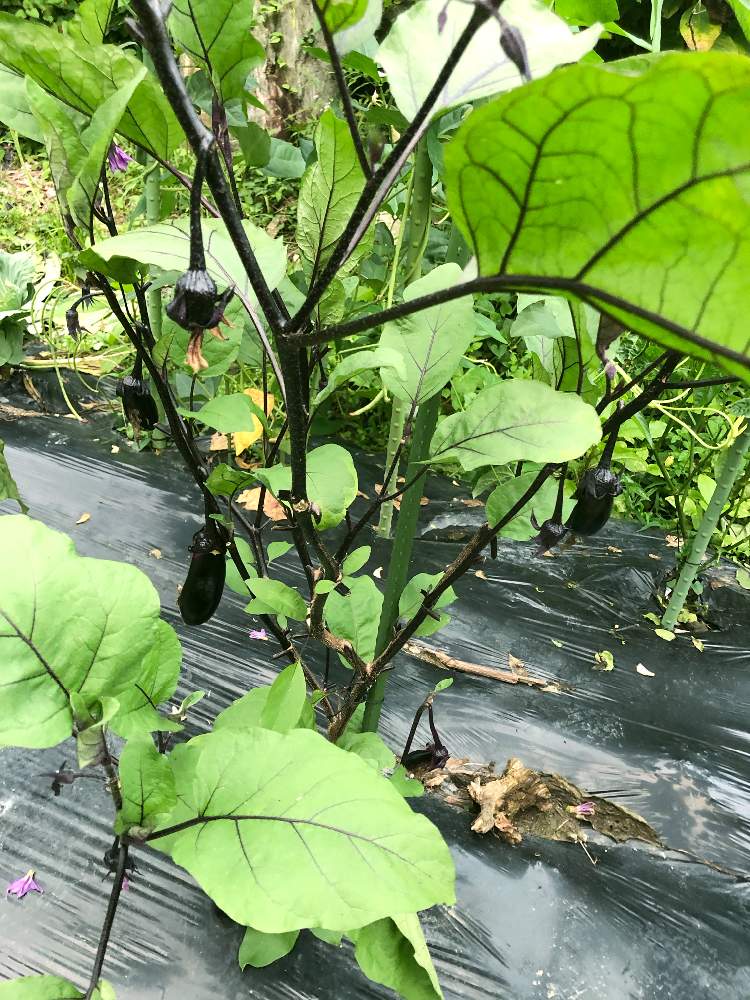 畑の画像 by maii0316さん | 畑とナスと令和最初の植物と多肉女子と芽かきと収穫とGreenSnapmarcheと草とりと開花したと花のある暮らしとつぼみがつくと家庭菜園奮闘日記と夏でも元気な花フォトコンとGREEN UP!と成長したと実がなったと完熟した