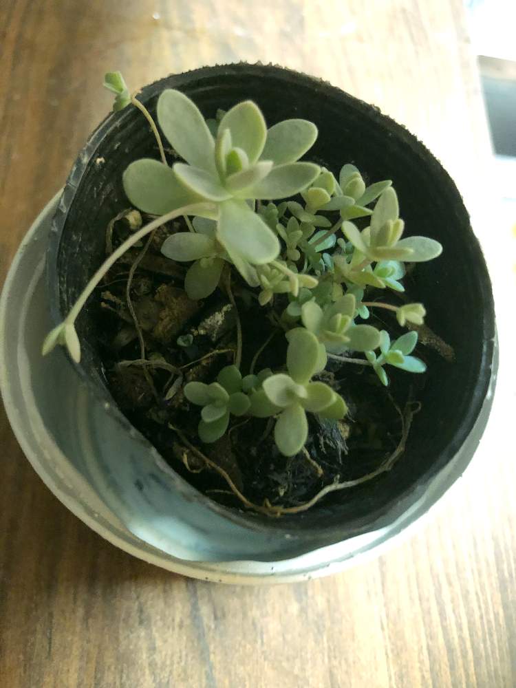 キッチンの画像 by maii0316さん | キッチンと子持ち蓮華と令和最初の植物と水やりと多肉女子とGreenSnapmarcheと花のある暮らしと家庭菜園奮闘日記とGREEN UP!