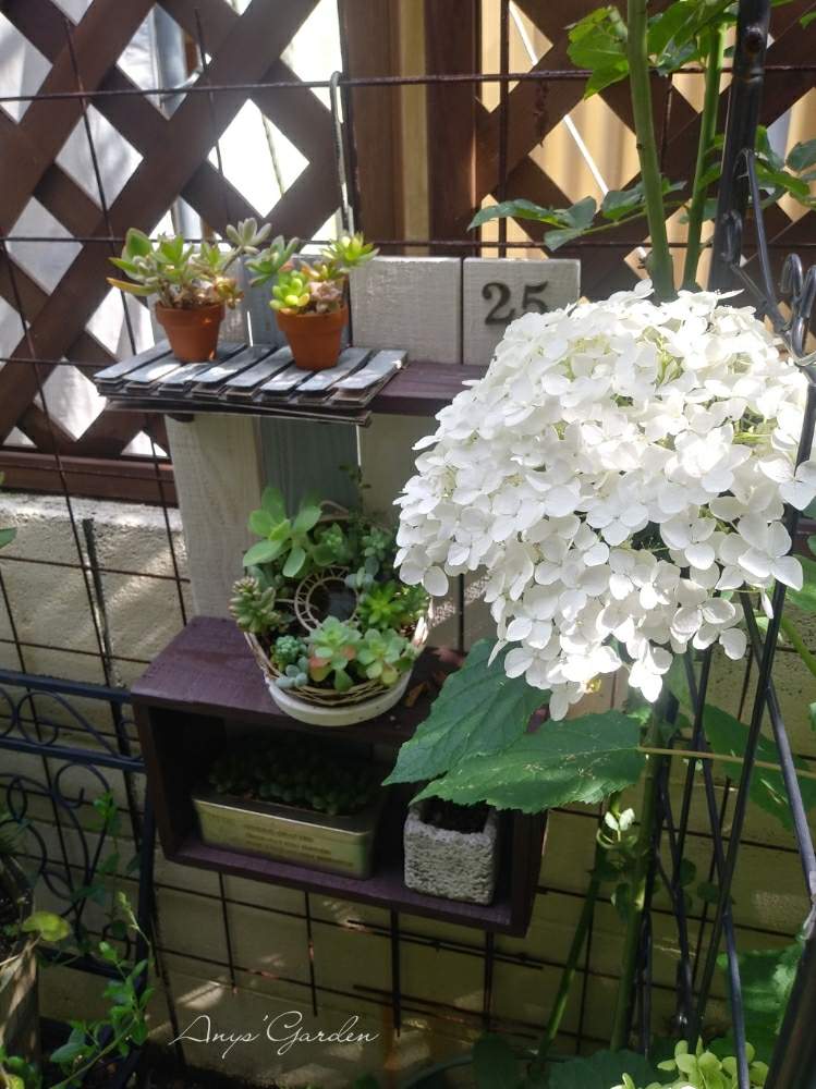 小さな庭の画像 by ANYさん | 小さな庭と多肉植物と庭の風景と嬉しいな♡と癒しとおきにいり ♡と紫陽花 アジサイ あじさいとアナベル 紫陽花と頑張ってと花のある暮らしと庭の宿根草と咲いた!