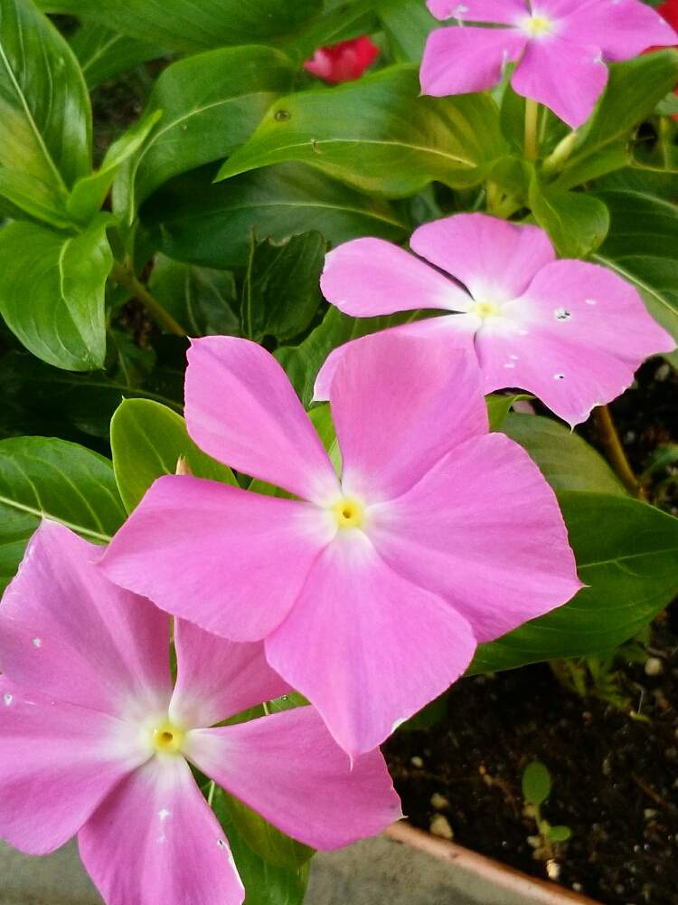 小さな庭の画像 by PIROさん | 小さな庭とニチニチソウとピンクの花とピンク同好会❣️と可愛いとたにおたくらぶと多肉初心者
