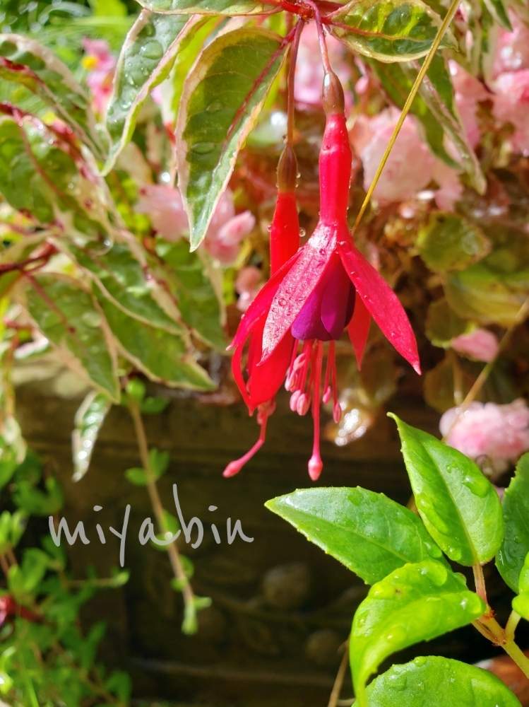 の画像 by miyabinさん | フクシアと花のある暮らしと斑入り。と雪国とGS映え