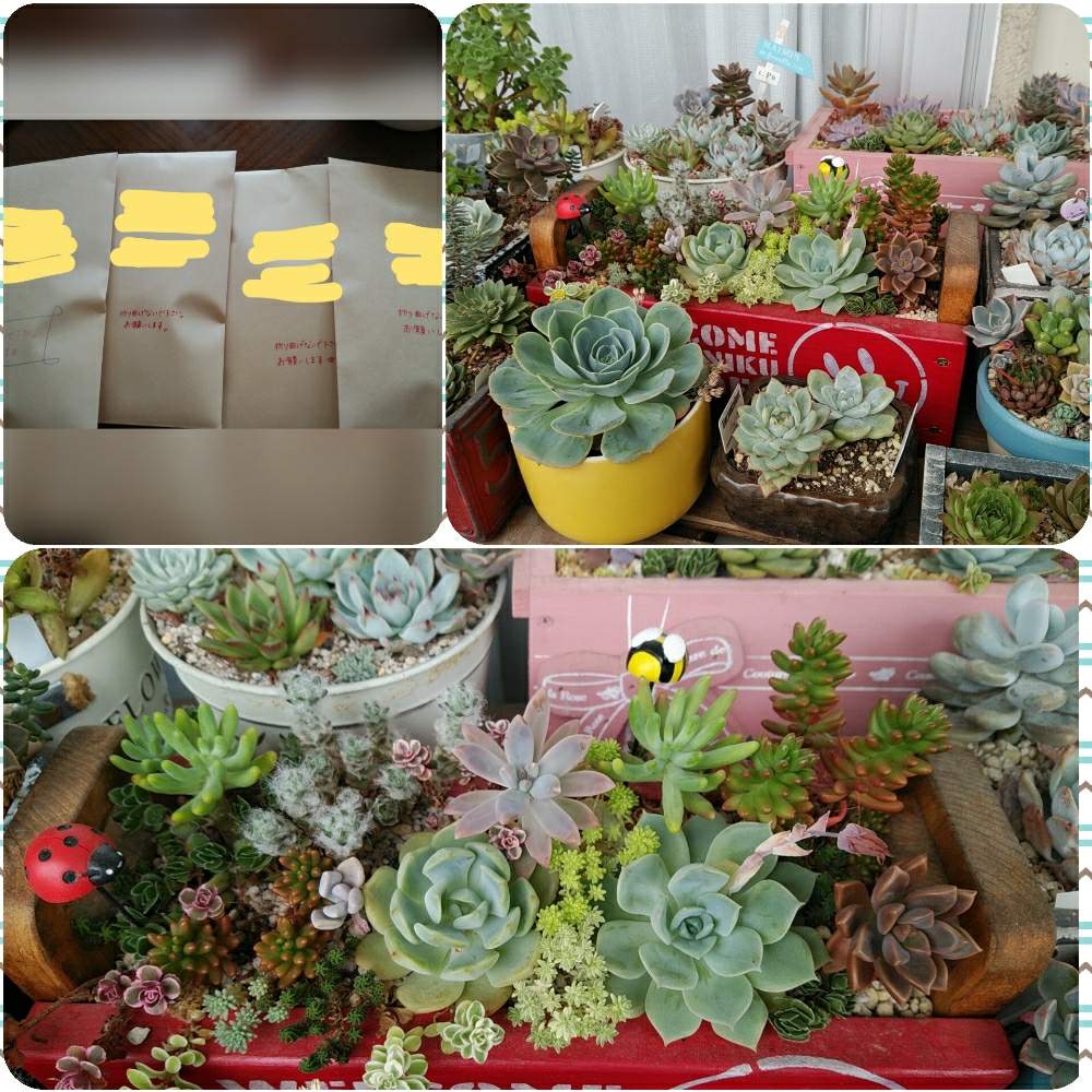 バルコニー/ベランダの画像 by タイヨウさん | バルコニー/ベランダとHTCと寄せ植えと七福神さんとGS映えとタニラーとたにおたくらぶ