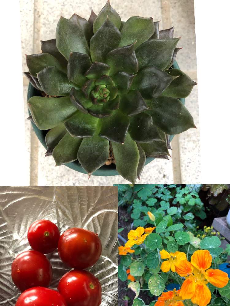 小さな庭の画像 by アマリリスさん | 小さな庭と多肉中毒と多肉植物とHTCと植物のある暮らしとブラックプリンス☆と多肉のある暮らしとキュンキュン倶楽部とナスタチウム♡とカゴメトマト「ぷるるん」と美味しいですよと多肉女子とキュンキュン乙女倶楽部NO、230と豊作とHTC No247と花のある暮らしとお花のある生活と家庭菜園奮闘日記とたにおたくらぶとたにおたくらぶNO134