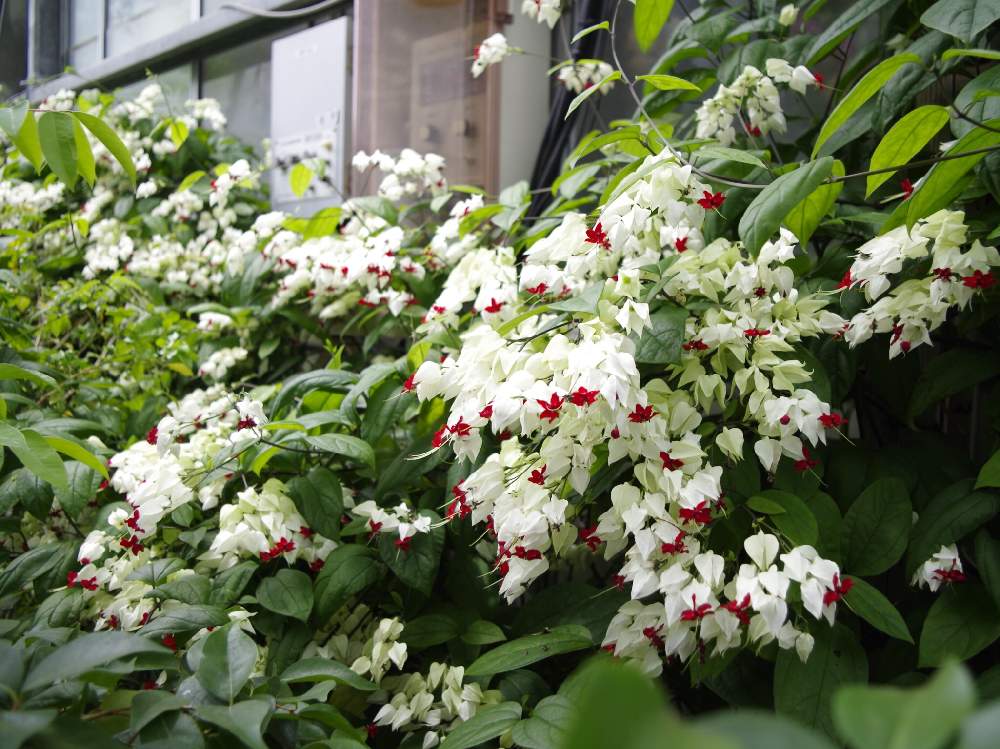 お出かけ先の画像 by bukkieさん | お出かけ先とゲンペイカズラと観葉植物とボタニカルライフと植物男子と山野草男子と山野草と植物男子のお出かけと緑のある暮らしと植物園と花のある暮らし